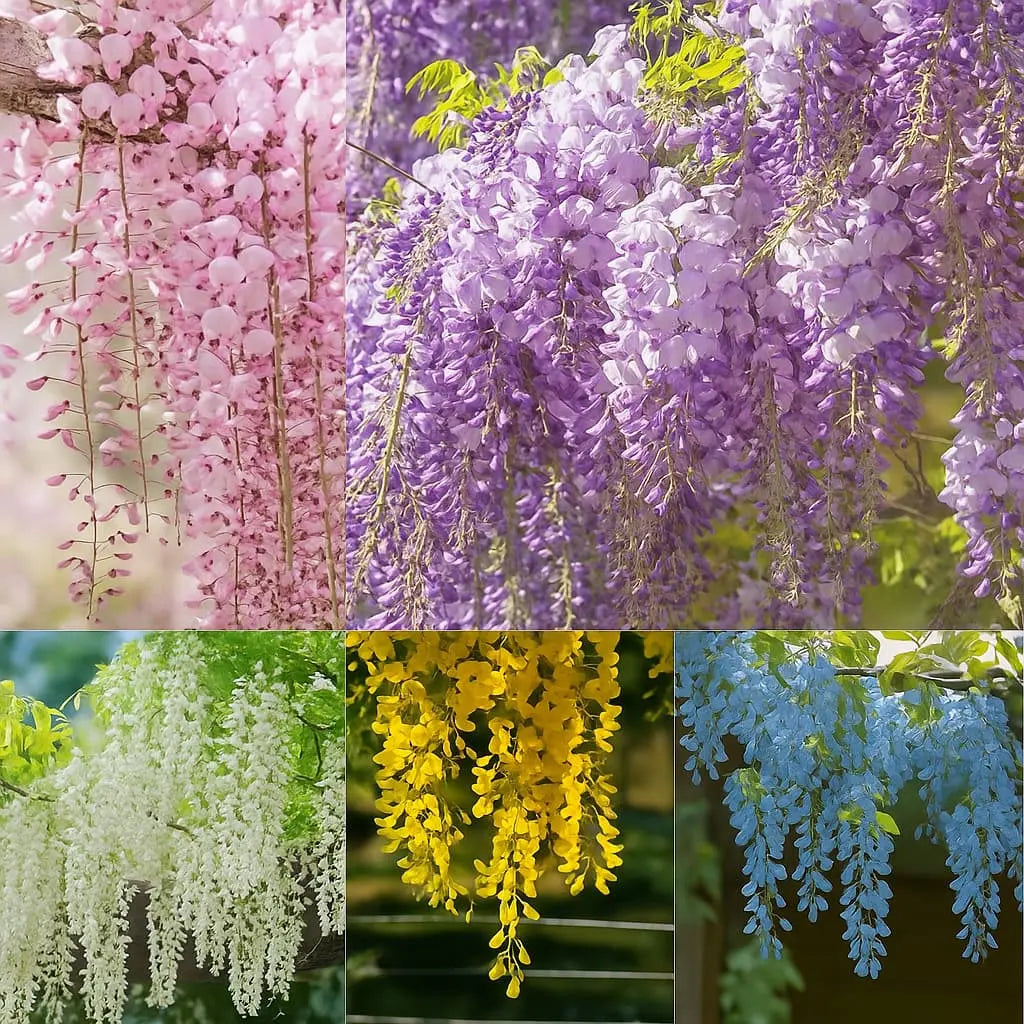 Wisteria-frø – Spiky blomster til detox og urtedyrkning på en altan eller i haven